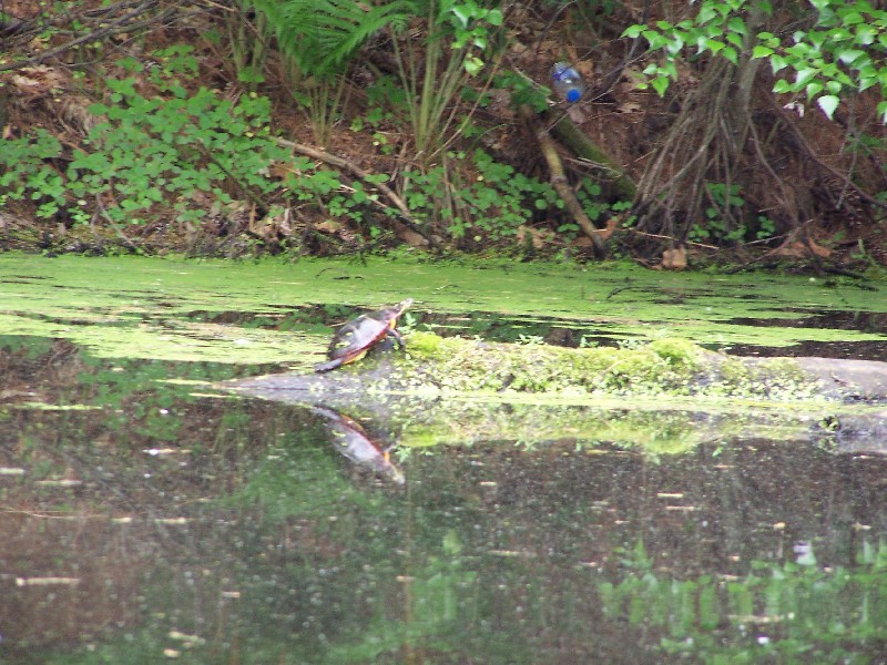 Click to view full-size image