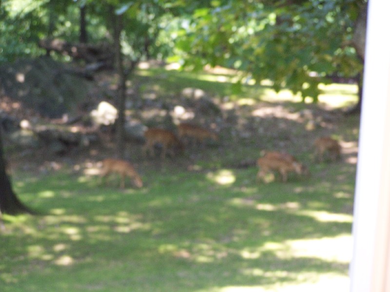 Click to view full-size image