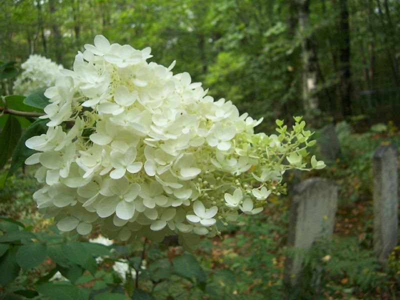 Click to view full-size image