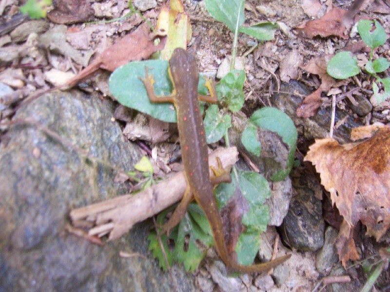 Click to view full-size image