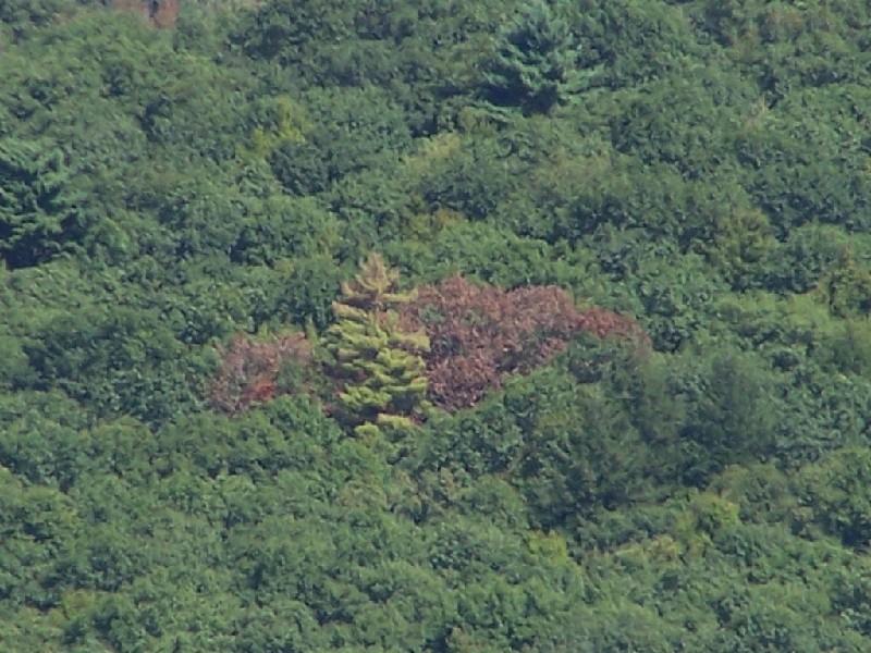 Click to view full-size image