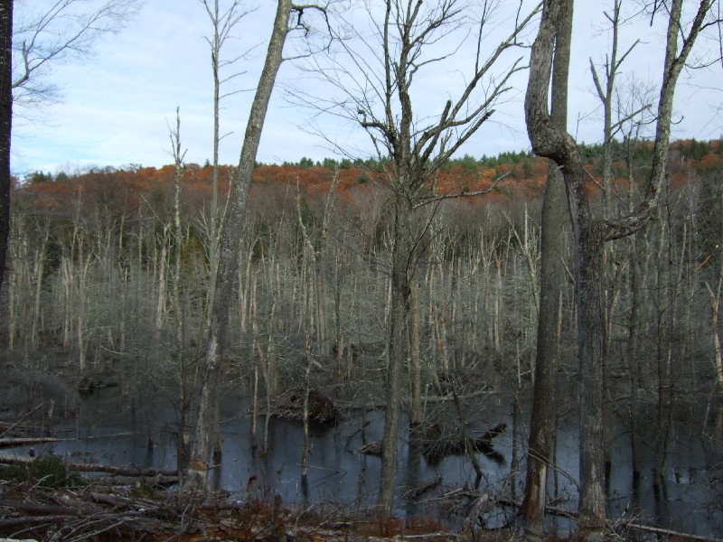 Click to view full-size image