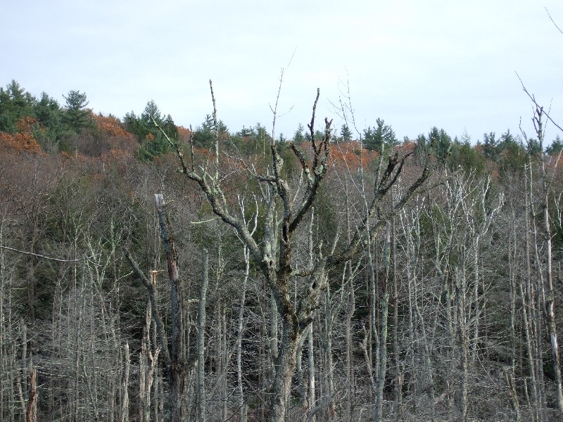 Click to view full-size image