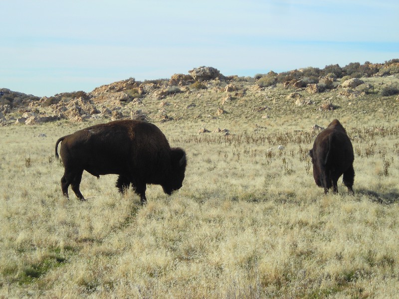 Click to view full-size image