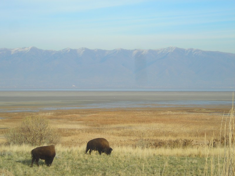 Click to view full-size image