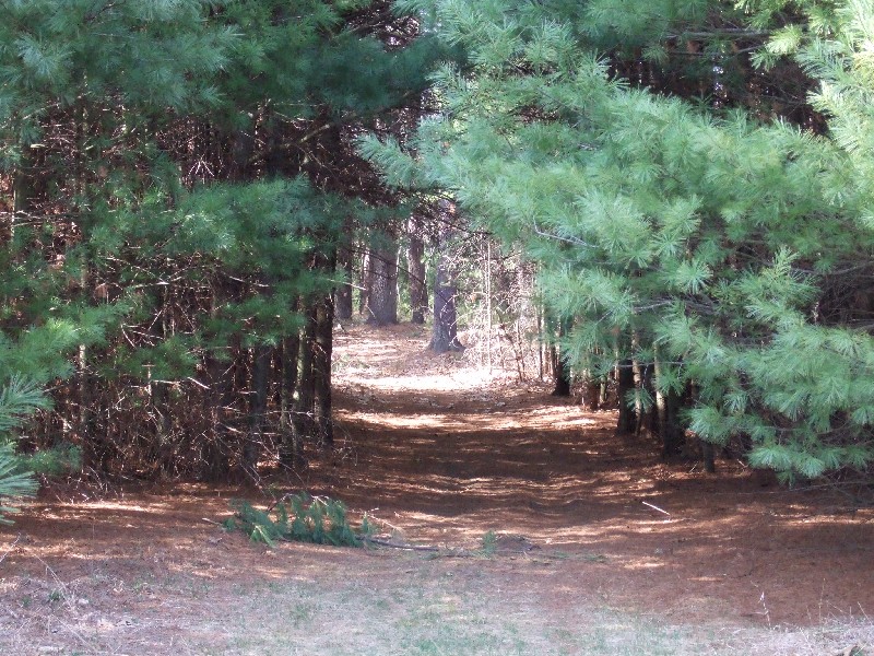 Click to view full-size image